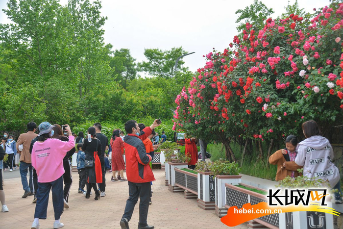 市民被美景吸引驻足拍照