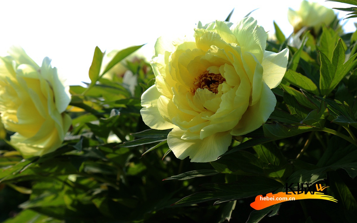 绽放的牡丹吸引附近大量游客前来观赏。刘巨雷 摄