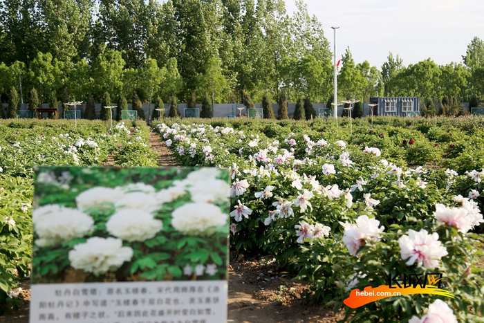 西泊庄牡丹园内，牡丹白雪塔竞相盛开。刘巨雷 摄