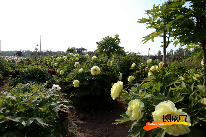 西泊庄牡丹园内，牡丹海黄次第开放。刘巨雷 摄