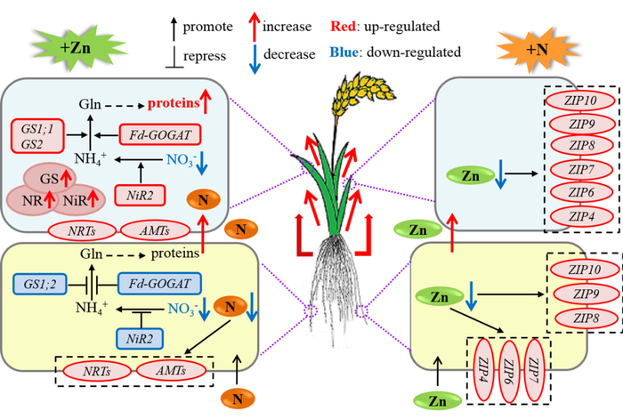 ▲水稻氮锌互作的生理生化模型