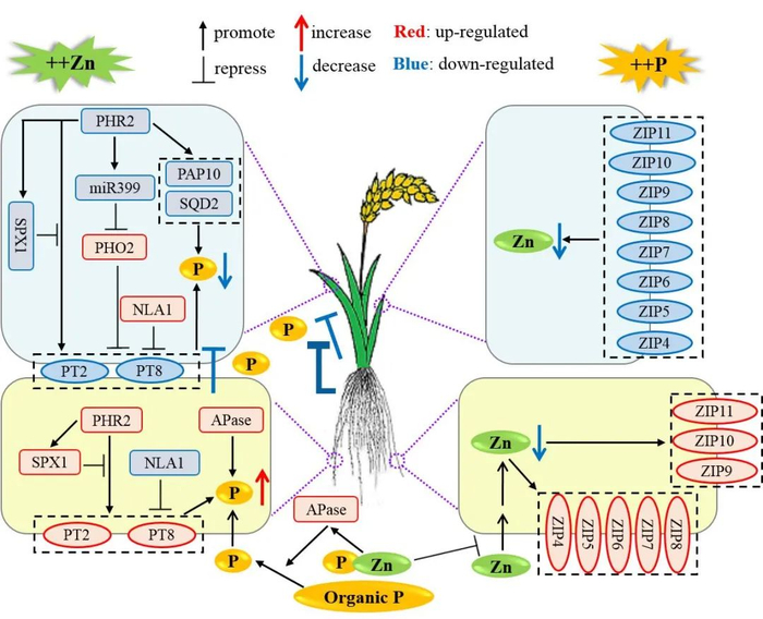 ▲水稻磷锌互作的生理生化模型