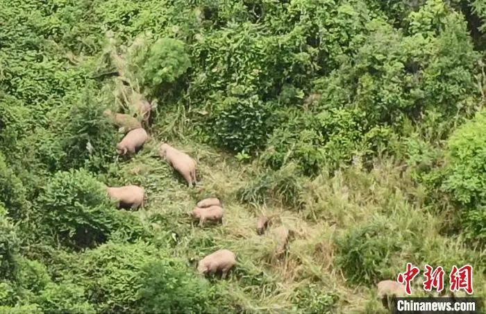 图为在峨山县监测到的象群。　玉溪市委宣传部供图
