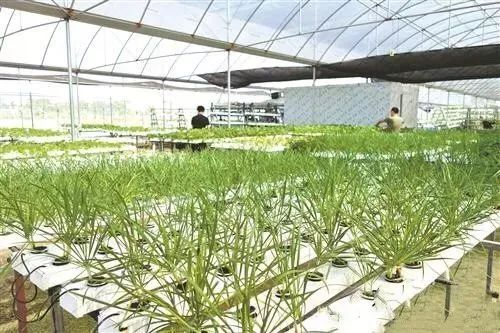 图片来源：东莞日报