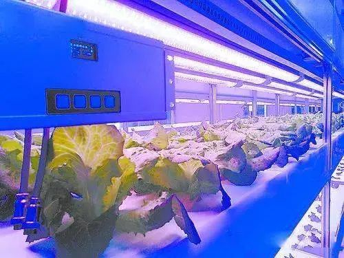 图片来源：保定晚报