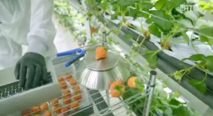 Oishii的室内农场系统，无污染无农药环境采摘，很喜欢他们设计的这个口罩