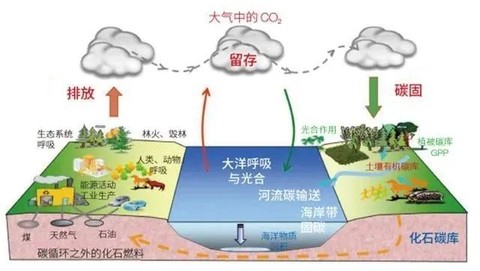 碳循环示意图
