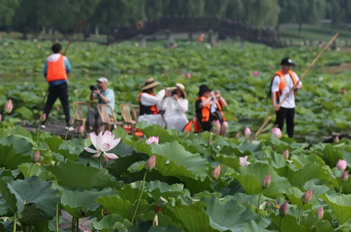 游客在固城湖水慢城景区泛舟赏荷花。南报融媒体记者 徐琦摄