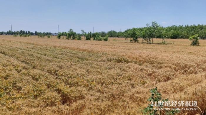 图5：半黄半绿的藁城歉收麦田&nbsp;21世纪经济报道 缴翼飞 拍摄