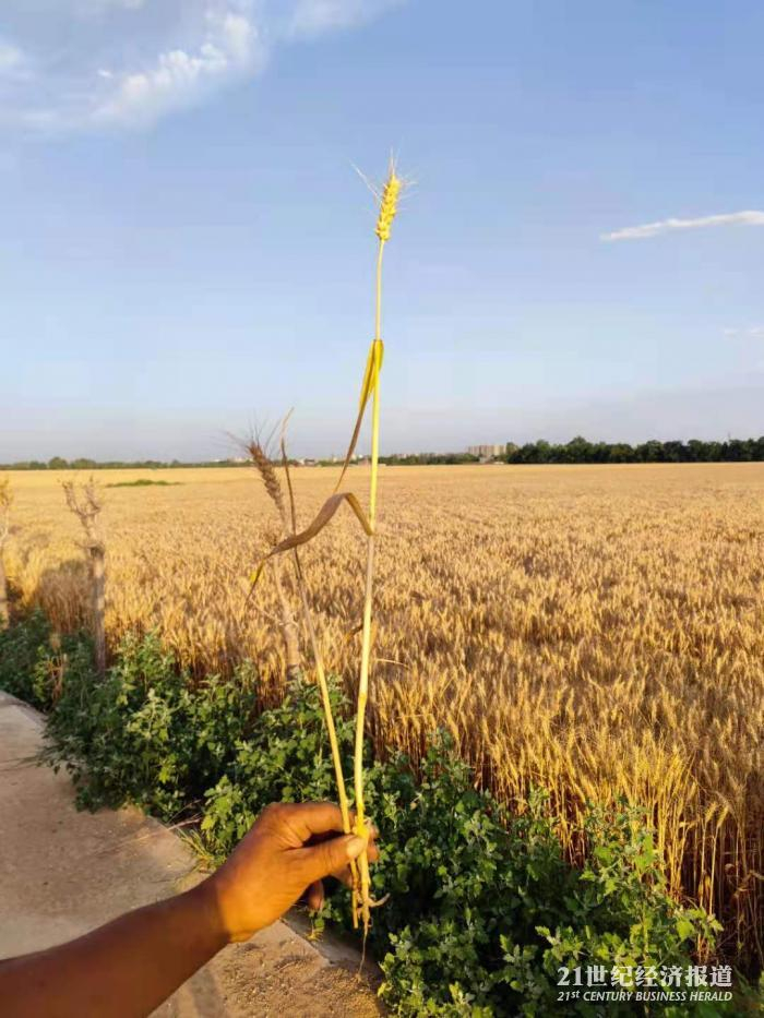 图3：石女士自家两片地的小麦对比&nbsp;21世纪经济报道 缴翼飞 拍摄