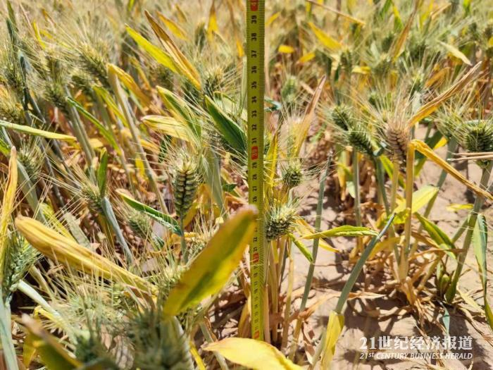 图4：仅有30厘米的非正常小麦&nbsp;21世纪经济报道 缴翼飞 拍摄