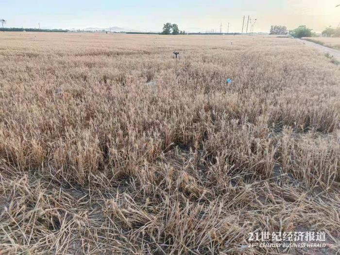 图1：高邑歉收小麦田&nbsp;21世纪经济报道 缴翼飞 拍摄