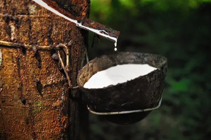 泰国南部山区的橡胶