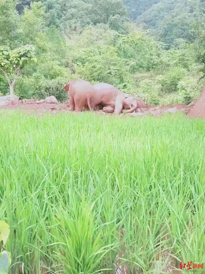 ↑监测员拍到的两头返回公象玩泥巴的画面。图据受访者