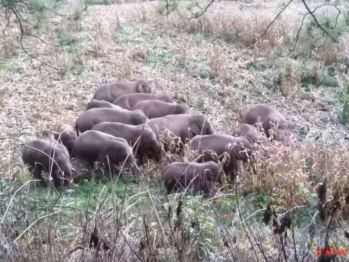 ↑付、毕二人拍到的象群觅食画面。图据受访者