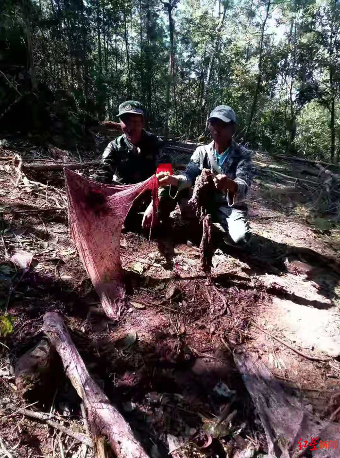 ↑付启友和毕仕学在山上发现大象“衣包”（胎盘）。图据受访者