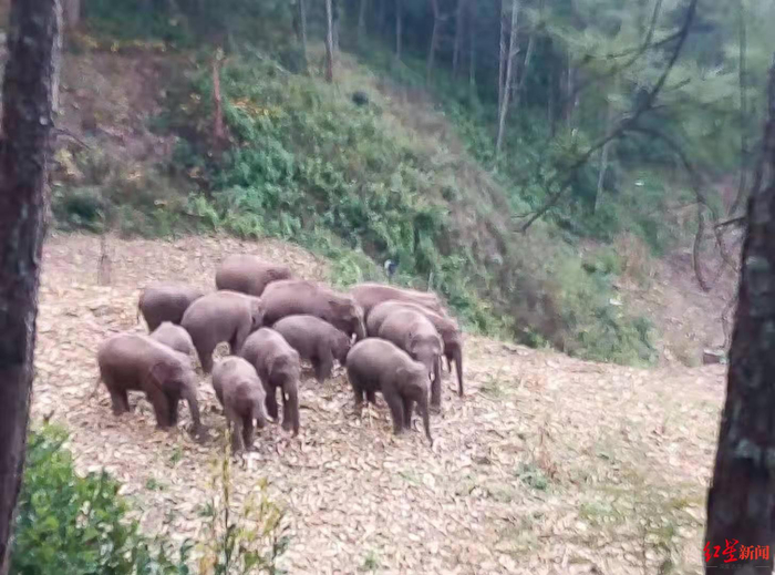 ↑付、毕二人拍到的象群觅食画面。图据受访者
