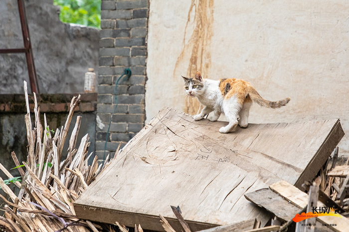 上蹿下跳的小猫。长城网记者 李皓 摄