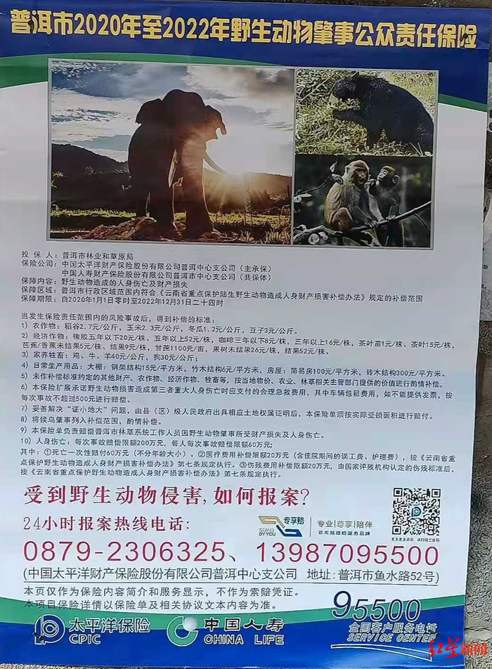 ↑普洱市2020年至2022年野生动物肇事公众责任保险赔付标准。图据红星新闻