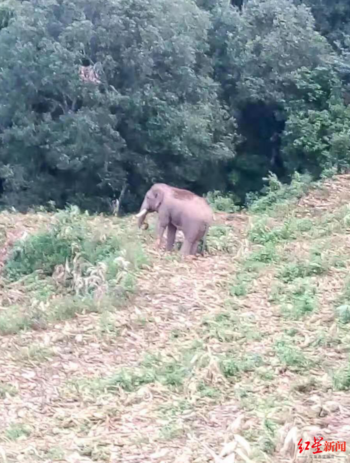 ↑象群中负责警戒的大象。图据受访者