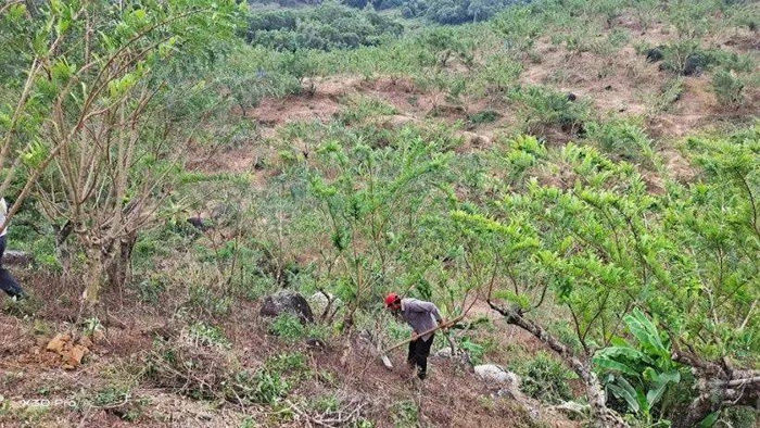 正在耕种的果农。受访者供图