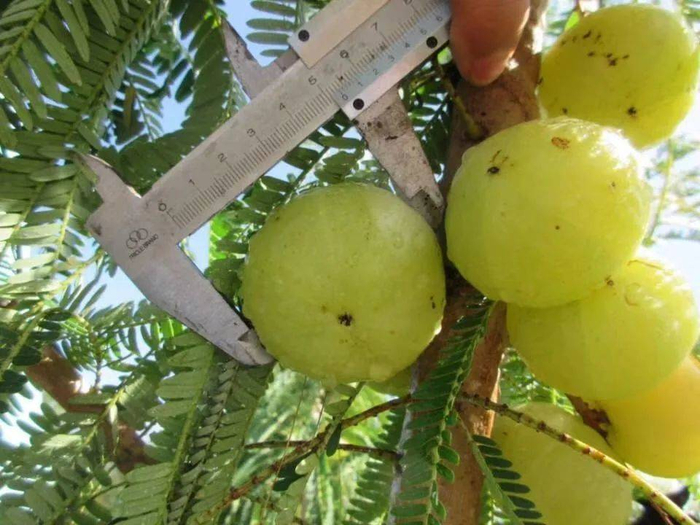 “农田2号”。受访者供图