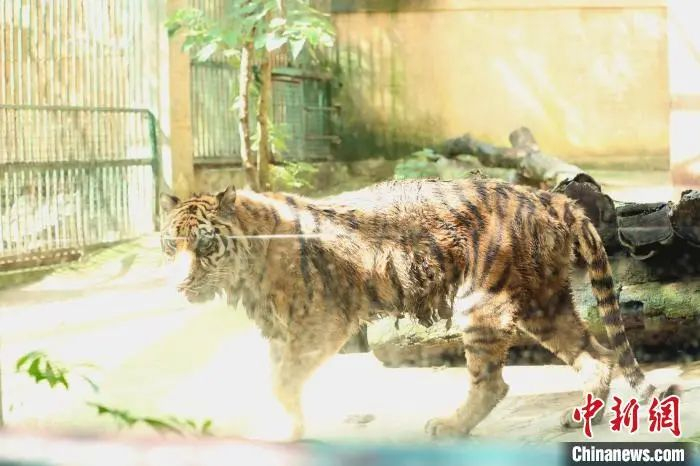  东北虎“文文”。　朱柳融 摄