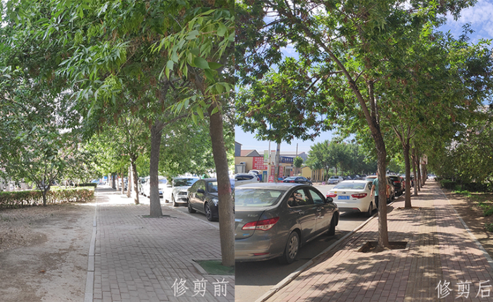 银都花园小区门口树枝修剪前后。网友供图