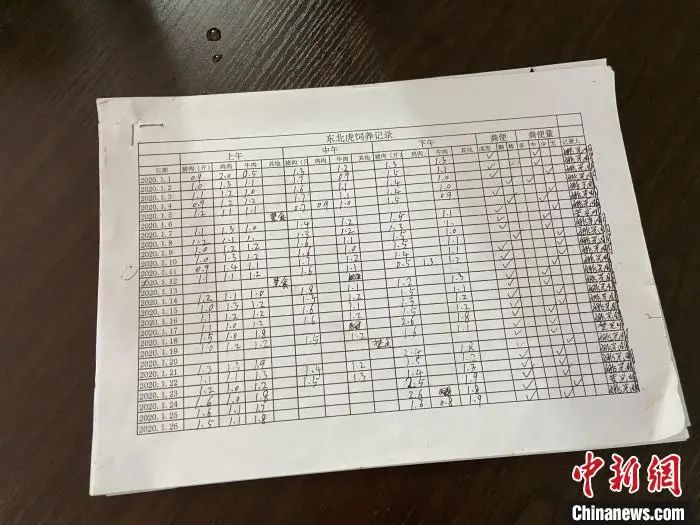  东北虎“文文”的饲养记录。　张恒皓 摄