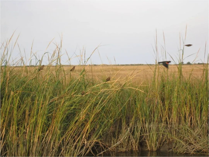 互花米草与歌雀。受访者供图