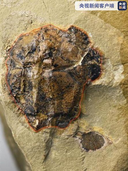 图片来源：央视新闻