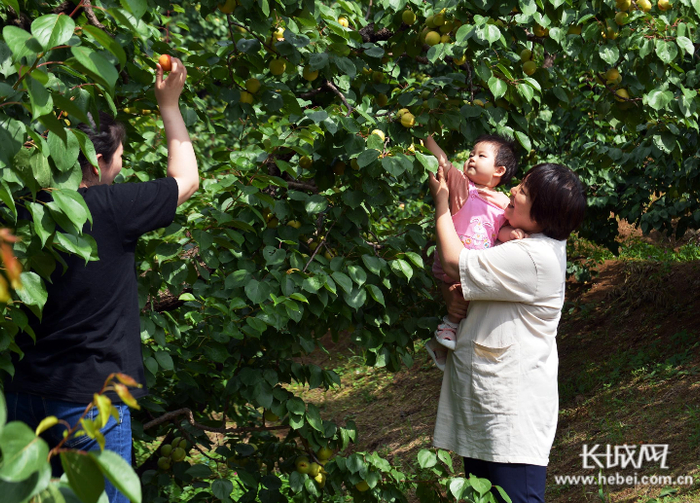 来自北京的游客在迁安市大崔庄镇吉祥采摘园内拍摄视频。彭月娟 摄