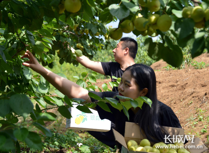 游客在迁安市大崔庄镇吉祥采摘园内采摘银白杏。彭月娟 摄