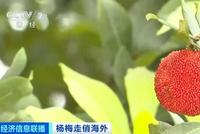 一颗树产100多斤杨梅,仍供不应求!这里的杨梅出口大增