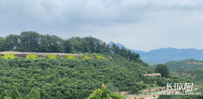 前南峪村被林业、生态专家誉为“太行山最绿的地方”、“太行生态第一村”和“中国绿色村庄”。长城网记者 李文培 摄