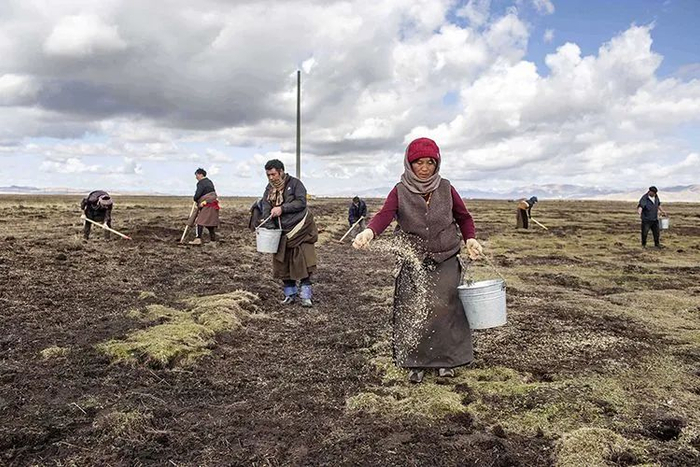 ▲2021年4月24日，四川省阿坝州若尔盖县麦溪乡噶沙村草场，牧民们正在为黑土滩播撒草种。