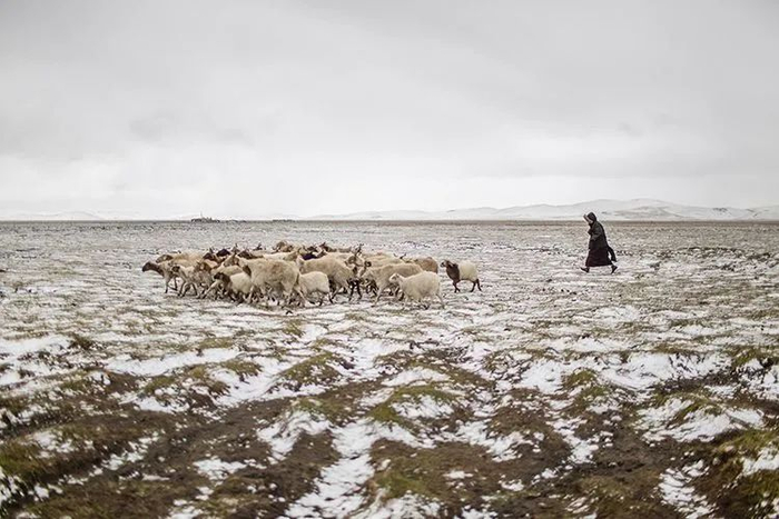 ▲4月25日，大雪突降，27岁的多周吉赶着羊群回羊圈。由于草场牧草有限，每次放牧，羊群都要走出很远去寻找牧草。