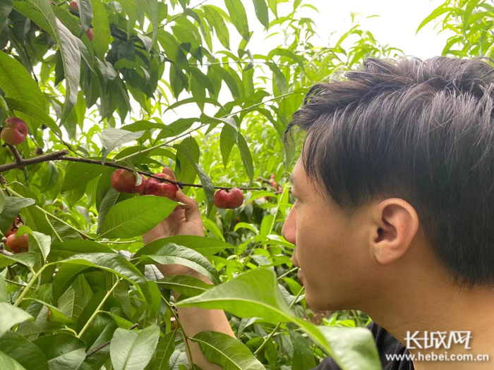 　长城网记者正在采摘油蟠桃。长城网记者 李文培 摄