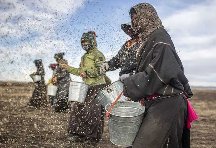 ▲4月24日下午6时，牧民们站成一排，对草场衔接处做最后一次补播。