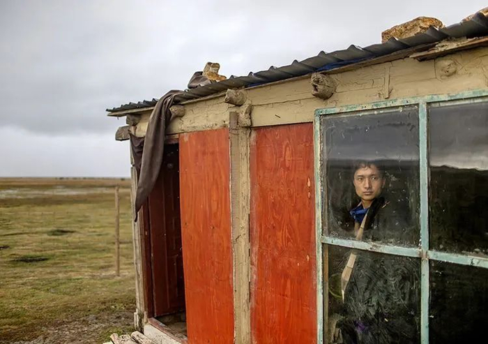 ▲4月25日，噶沙村的草场迎来一场中雨，27岁的曲嘉尔站在窗边。他对草场黑土滩化忧心忡忡，他认为短时间内，牧民们必须齐心协力参与治理。 