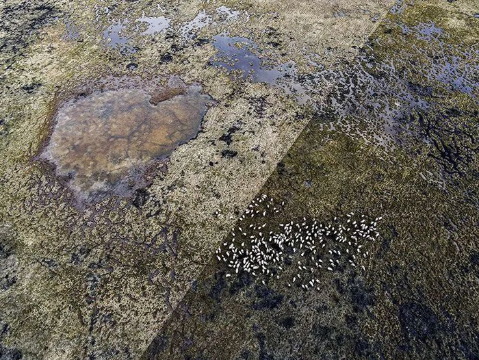 ▲4月23日，从若尔盖县麦溪乡噶沙村草场上空俯瞰，草场围栏界线清晰，整块草原一分为二，羊群正在吃草，而其草场深褐色部分的黑土滩化依然严峻。