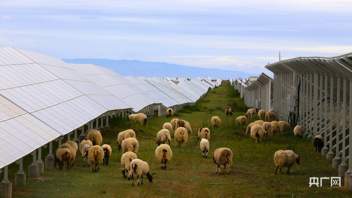 太阳能电池板下的“光伏羊”（央广网发 樊永涛 摄）