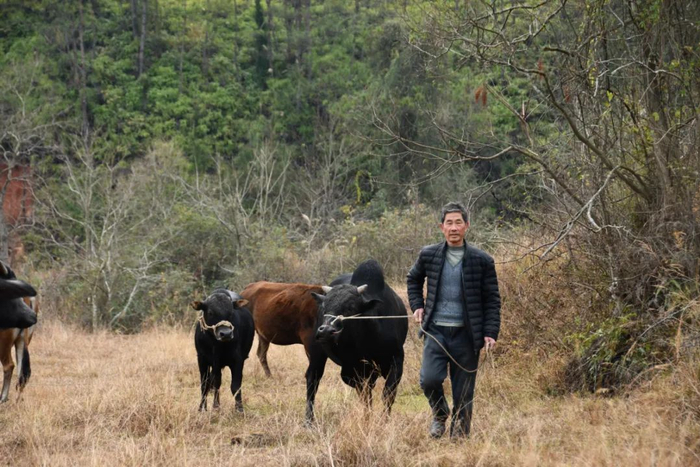 李昌英孙子李吉元牵着自家养殖的肉牛。　陈鹏摄