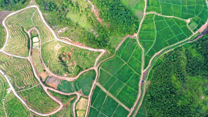 如今的兴国山头种上了脐橙和油茶，郁郁葱葱，早不见当年“江南沙漠”的踪影。陈鹏摄
