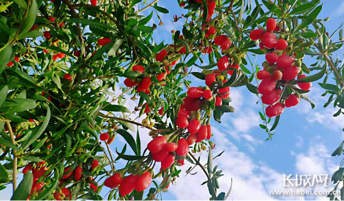 在蓝天的映衬下，红透了的枸杞格外“养眼”。长城网记者 郭庆敏 摄