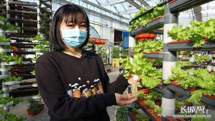 集发农业梦想王国“活菜工厂”讲解员介绍水培蔬菜。长城网记者 吴新光 摄