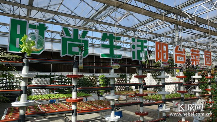 集发农业梦想王国“活菜工厂”里的阳台菜园。长城网记者 吴新光 摄