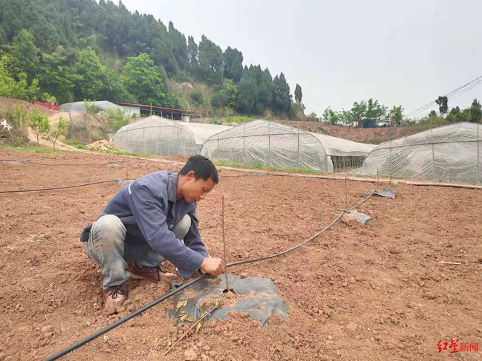 ▲贺华兵在地里干活。
