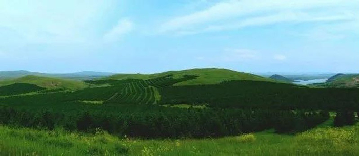 图片内蒙古三北工程区治沙造林成效