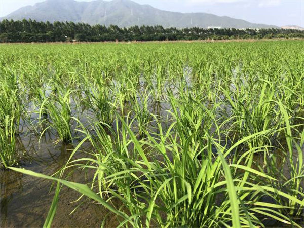 深汕合作区水美村。图片来源：南方+客户端